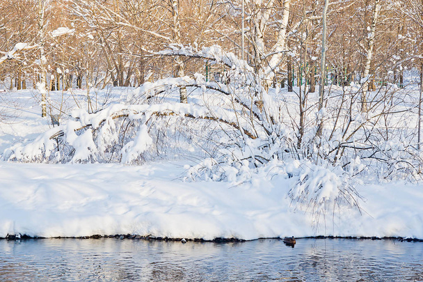 duck on the river and snowy trees in winter park - Photo, Image