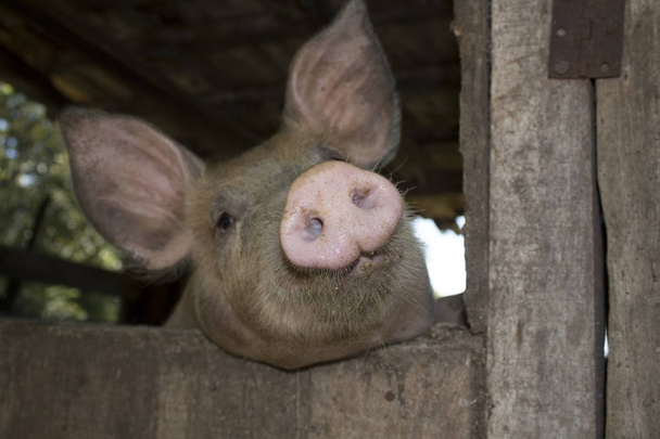 Uma cara de porco suja dentro de um celeiro
 - Foto, Imagem