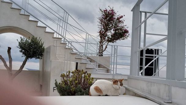 Straat katten in Griekenland. Zwerfkatten - Griekenland-symbool. - Foto, afbeelding