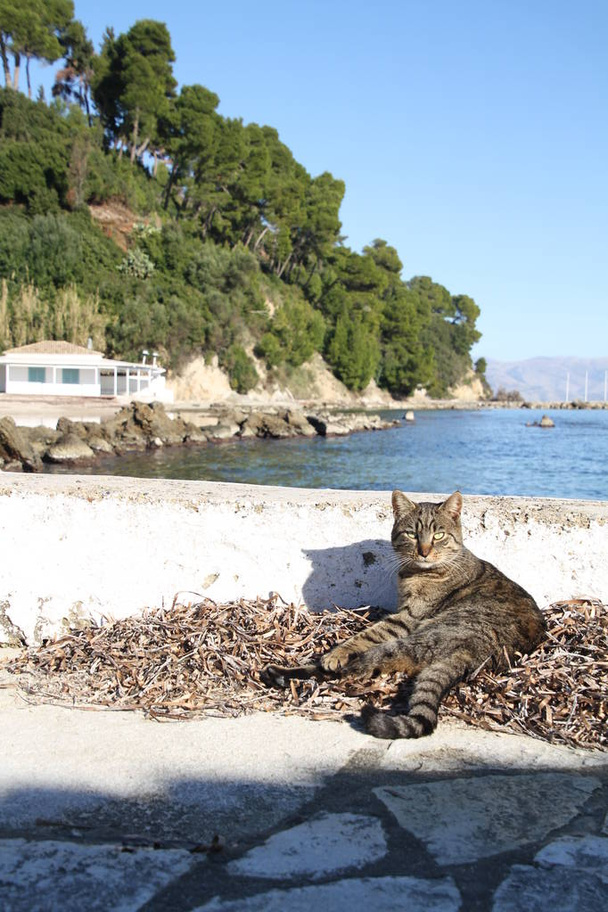 Gatos callejeros en Grecia. Gatos callejeros - Grecia símbolo
. - Foto, imagen