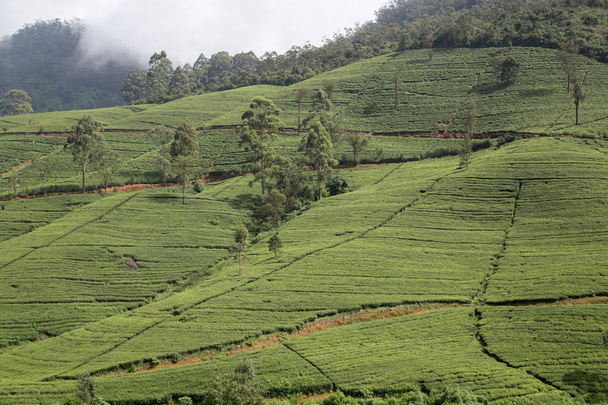 Plantacja herbaty w Edynburgu w Nuwara Eliya, Sri Lanka - Zdjęcie, obraz