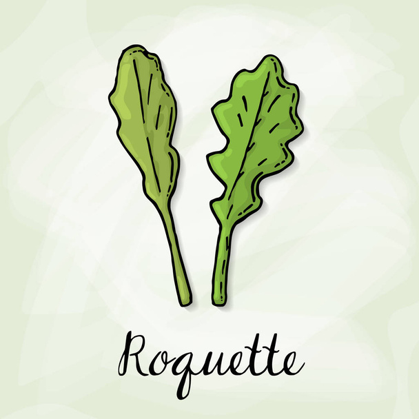 Vector Illustration of Roquette Sketch Style - Vector, Image