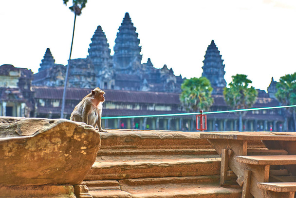 A long-tailed macaque monkey seated on a rock near Angkor Wat, Cambodia in the background is a green blurred landscape - Foto, imagen
