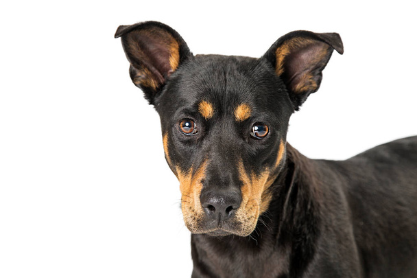 Beautiful young Doberman Pinscher crossbreed dog looking at camera  - Photo, Image