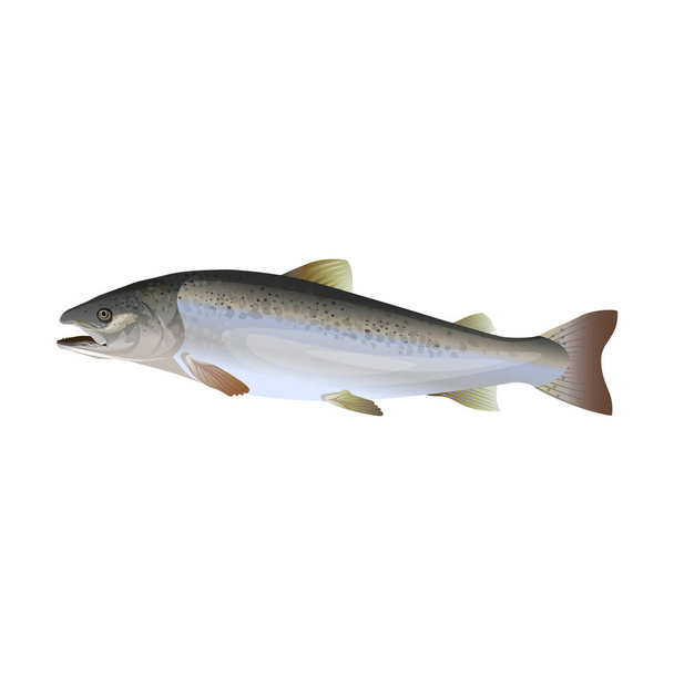 Atlantic salmon vector - Вектор,изображение