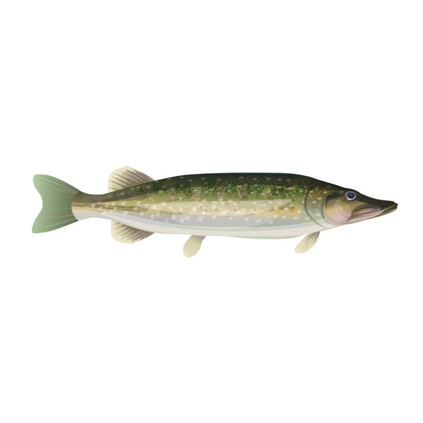 Northern pike vector - Vector, Image