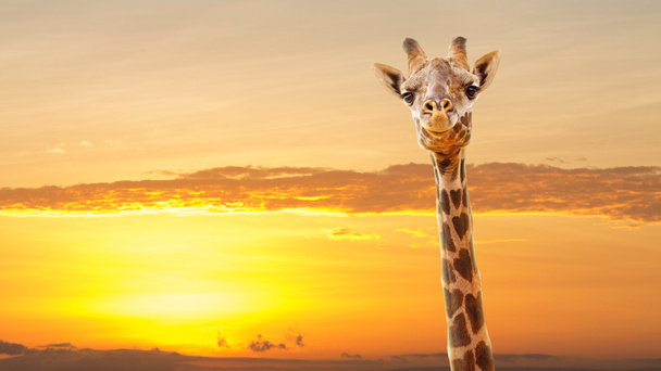 Closeup giraffe met hart gevormde vlekken en gouden Afrika zonsopgang of zonsondergang. Liefde Afrika concept. - Foto, afbeelding