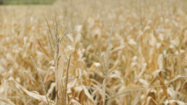 Colheita de milho
 - Filmagem, Vídeo