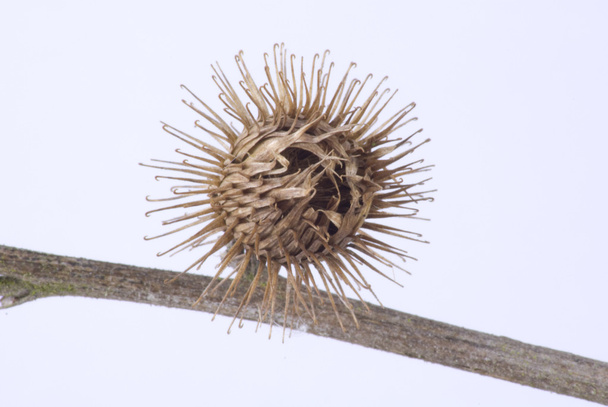 Thistle Seed Head - Photo, Image