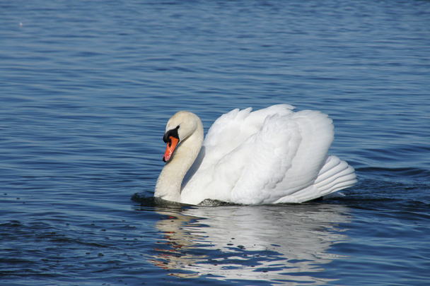 The swan - Photo, Image