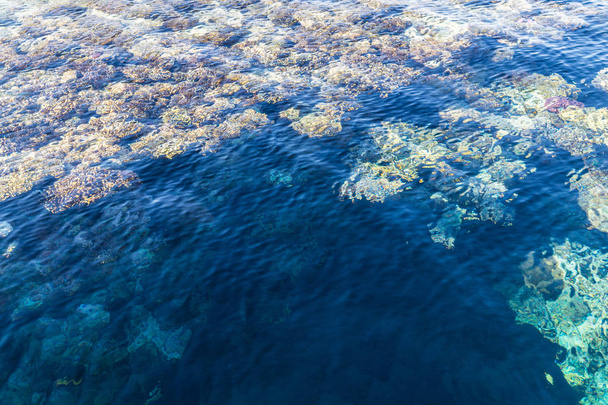 Czystej, czystej wody, rafy w Morzu Czerwonym. Wypoczynek w Sharm el Sheikh, Egipt - Zdjęcie, obraz