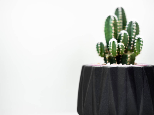 Gros plan plante de cactus dans une jardinière géométrique noire isolée sur fond blanc avec espace de copie. Belle jardinière moderne en béton peint et plantes de cactus ou plantes succulentes. Concept de décoration de maison et jardin
. - Photo, image