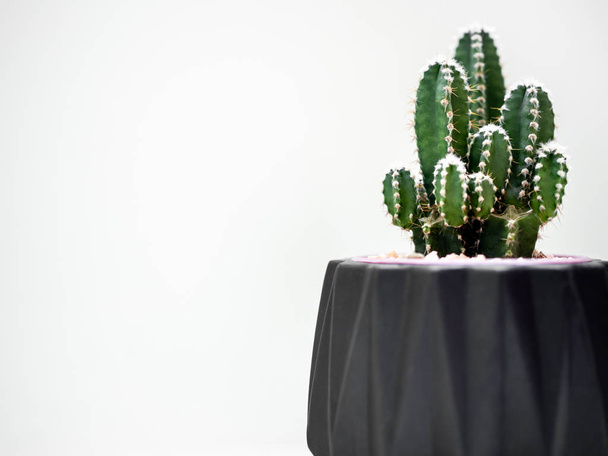 Gros plan plante de cactus dans une jardinière géométrique noire isolée sur fond blanc avec espace de copie. Belle jardinière moderne en béton peint et plantes de cactus ou plantes succulentes. Concept de décoration de maison et jardin
. - Photo, image