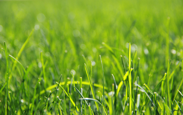 Primer plano de hierba fresca
 - Foto, imagen