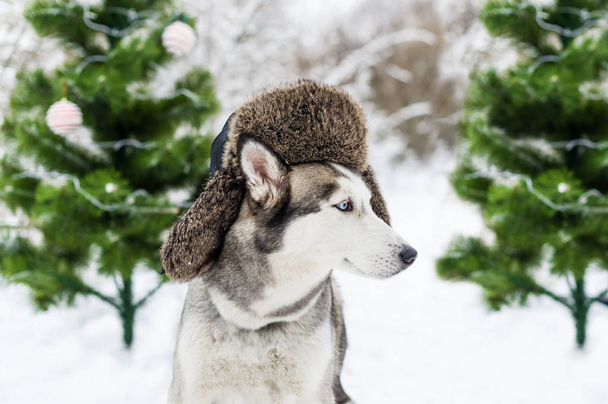 Divertente cane husky è in cappello caldo con paraorecchie e abeti verdi. Primo piano ritratto di cane felice razza siberiana husky in inverno
 - Foto, immagini