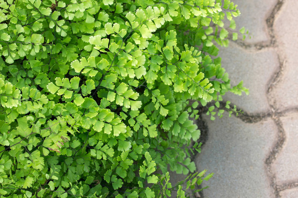 groene fern blad buiten - Foto, afbeelding