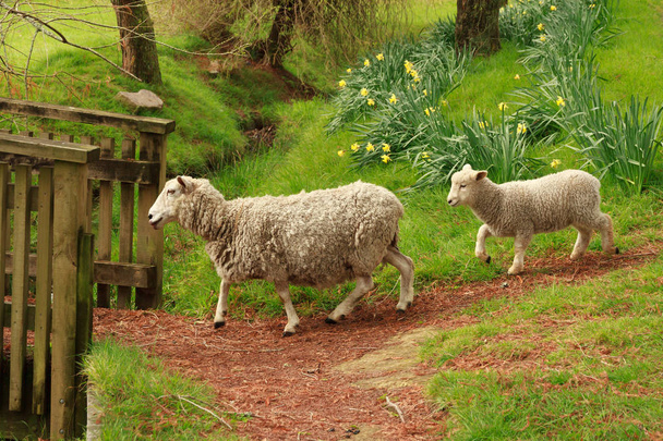 Ένα πρόβατο και ένα αρνί σε ένα πεδίο άνοιξη με νάρκισσους, να διασχίσουν μια ξύλινη γέφυρα - Φωτογραφία, εικόνα