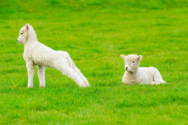 Due agnelli di primavera in un prato verde, uno sdraiato, uno che si distende le gambe
  - Foto, immagini
