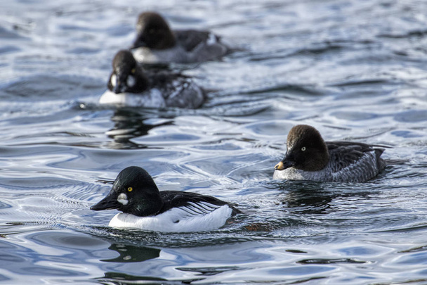 A flock of barrows goldeneyes swim together in Coeur d'Alene Lake in north Idaho. - Photo, Image