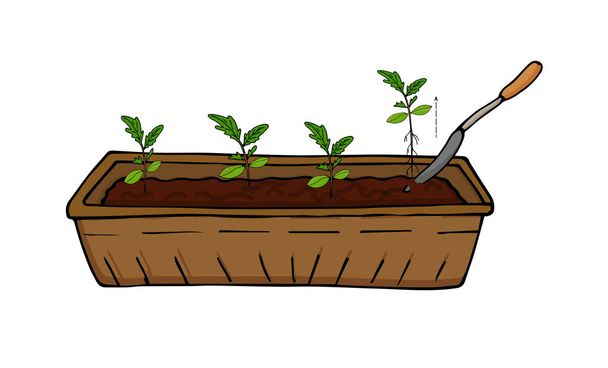 Rosnące sadzonki warzyw i kwiatów, Przesadzanie kiełki. Wektor - Wektor, obraz