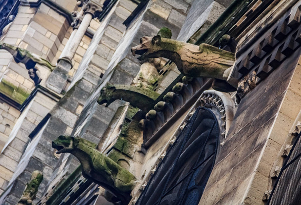 gotische Wasserspeier mit Moos an der Fassade der berühmten Kathedrale Notre Dame de Paris in Paris, aus deren Mund Regentropfen fallen - Foto, Bild