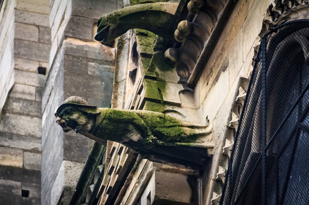 Gothic gargoyles covered in moss on the facade of the famous Notre Dame de Paris Cathedral in Paris France with rain drops falling from their mouth - Photo, Image
