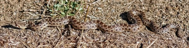 Gopher Snake (Pituophis catenifer catenifer) adulto del Pacifico che striscia. Ed Levin County Park, Santa Clara County, California, USA
. - Foto, immagini