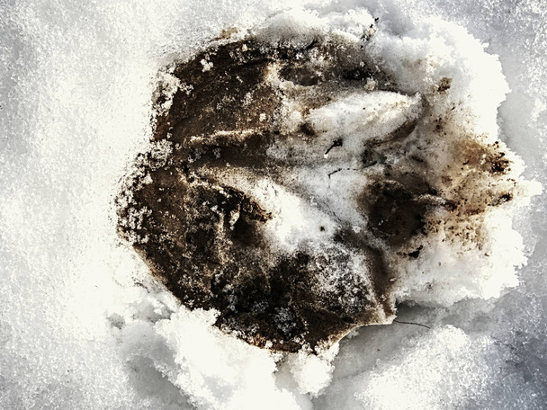 Hoofprint οπλών αλόγων στο παγωμένο χιόνι υγρό. Πρωινή βόλτα στο αγρόκτημα κοντά αλόγων λιβάδι. - Φωτογραφία, εικόνα