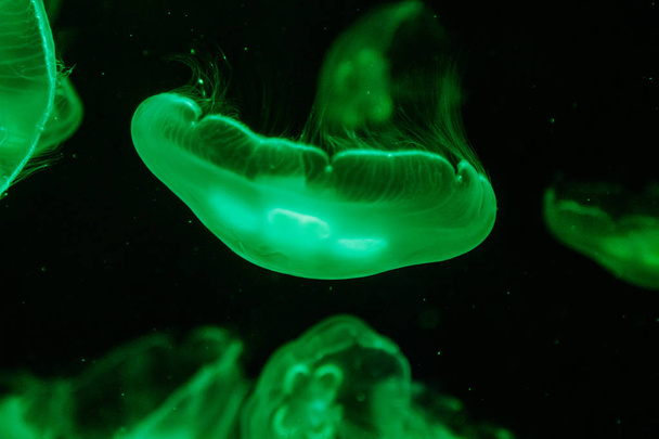 makro aurelia uszata semaeostomeae z bliska - Zdjęcie, obraz
