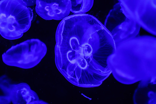 makró aurelia aurita Zászlósszájú medúzák közelről - Fotó, kép