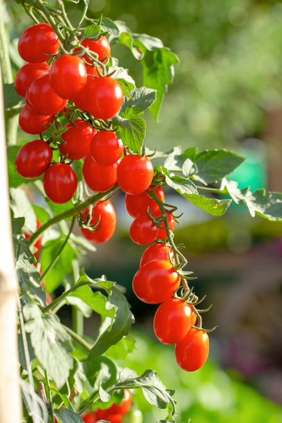 Rijpe rode tomaten hangen aan de tomatenboom in het landbouwbedrijf. - Foto, afbeelding