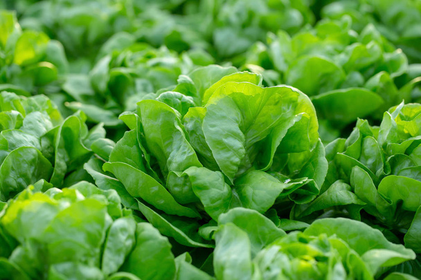 Fresh Butterhead lettuce leaves, Salads vegetable hydroponics in the agricultural farm. - Fotografie, Obrázek
