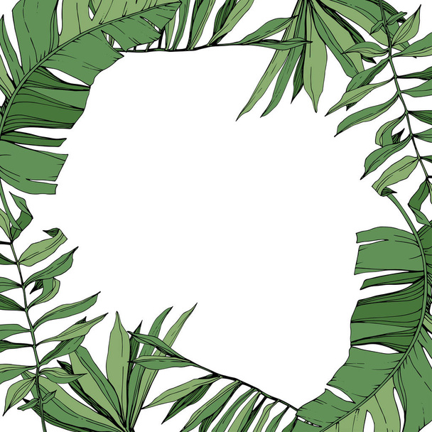 Διάνυσμα πράσινο φύλλο φυτού βοτανικό φύλλωμα. Χαραγμένο μελάνι τέχνης. Palm beach δέντρο φύλλα. Πλαίσιο συνόρων στολίδι τετράγωνο. - Διάνυσμα, εικόνα