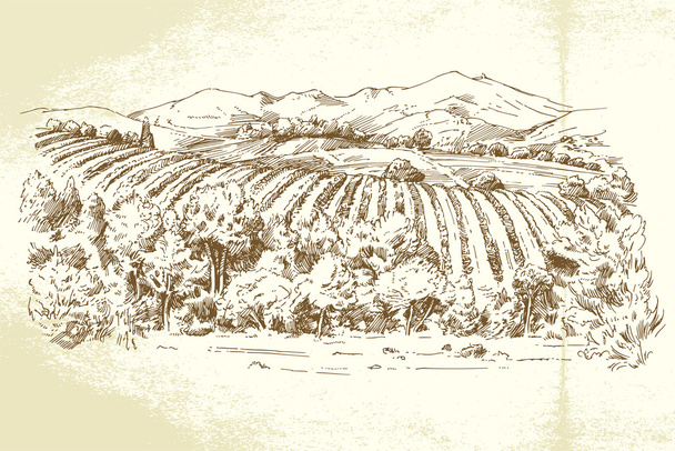 Виноградник Франция - ручная иллюстрация
 - Вектор,изображение