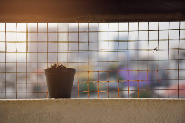 kis halott kaktusz pot erkély is tartozik, a városi háttér életlenítés, másolja a hely - Fotó, kép