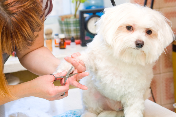 Grooming Maltese dog - Valokuva, kuva