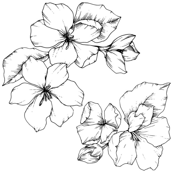 Vektorapfelblüte florale botanische Blume. Schwarz-weiß gestochene Tuschekunst. isolierte Blumen Illustrationselement. - Vektor, Bild