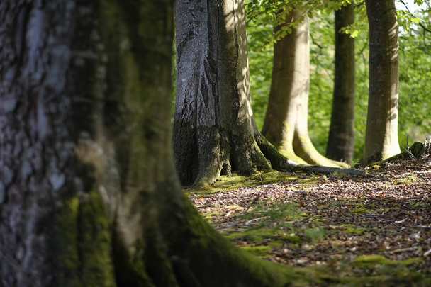 Buchenstämme mit Waldboden in einer Detailaufnahme - weiches Bokeh - Foto, Bild