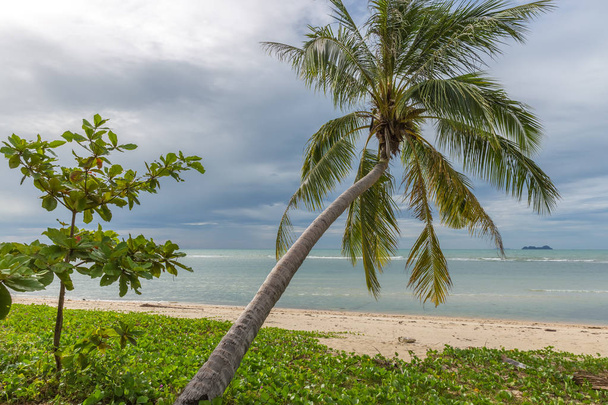 Beautiful Palms on the beach, Dominican republic - Zdjęcie, obraz