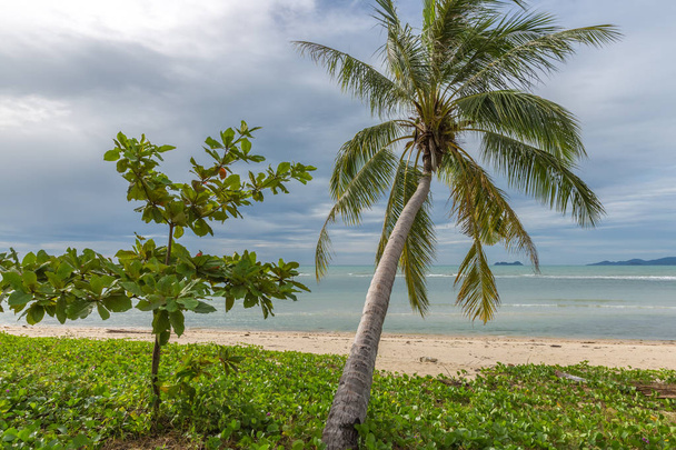 Beautiful Palms on the beach, Dominican republic - Fotoğraf, Görsel
