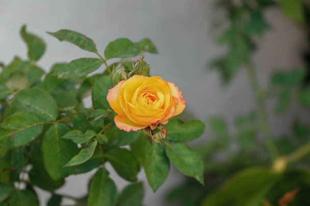 Flor de rosa amarilla floreciendo en rosal en el jardín en un día soleado
 - Foto, imagen