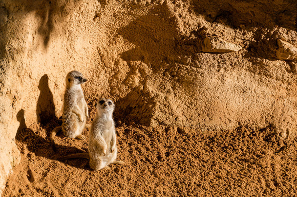 Meerkat couple Suricata Suricatta - Photo, image