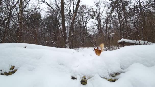 Cane divertente corre per la palla nella foresta innevata al rallentatore. Gallese Corgi Pembroke outdors in inverno
 - Filmati, video