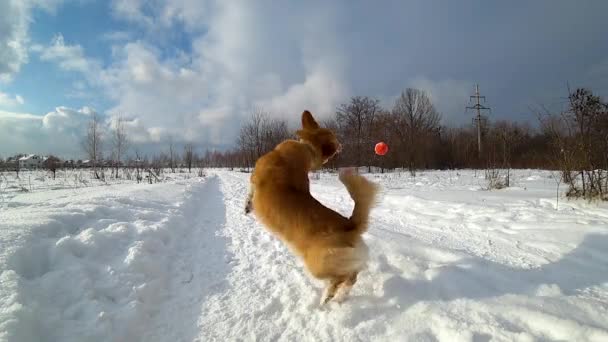 Divertente cane corre e salta per la palla nella neve al rallentatore. Gallese Corgi Pembroke outdors in inverno
 - Filmati, video