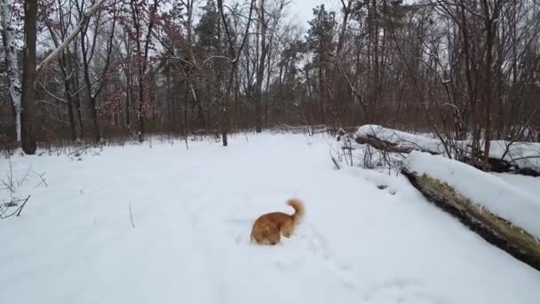 Felice cane corgi gioisce e crolla nella neve. Gallese Corgi Pembroke outdors in inverno
 - Filmati, video