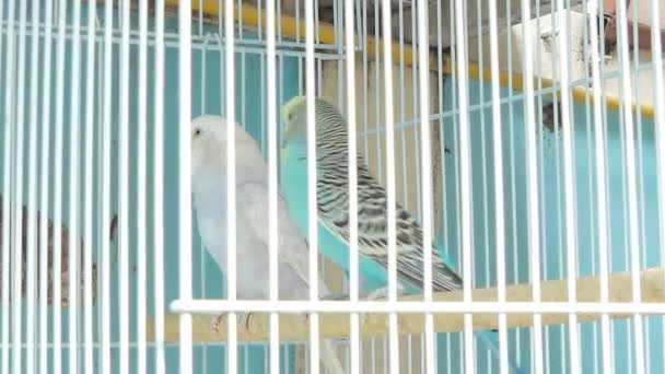 Ζέβρα Parakeet πουλί (Melopsittacus undulatus) με όμορφα χρώματα σε κλουβί στο αγοράς κατοικίδιων ζώων. - Πλάνα, βίντεο