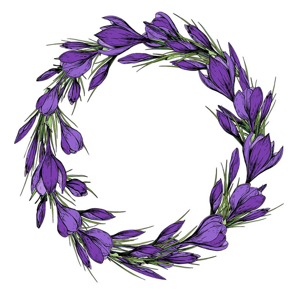 Spring wreath with purple crocus flowers. Hand drawn vector illustration. - Vector, imagen