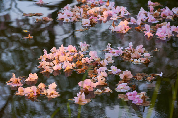 Pink tabebuia rosea flowers floating on the water in the park - Foto, Imagem