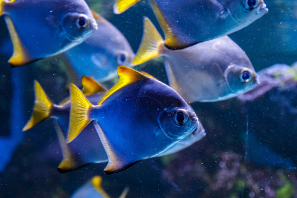 macro fish neopomacentrus filamentosus Monodactylidae close-up - Foto, Bild