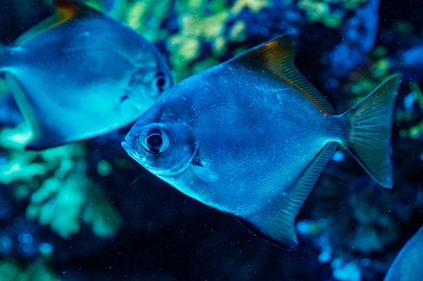 macro fish neopomacentrus filamentosus Monodactylidae close-up - Fotoğraf, Görsel